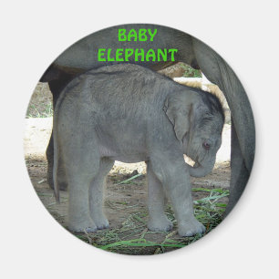 Baby Elephant Magnet