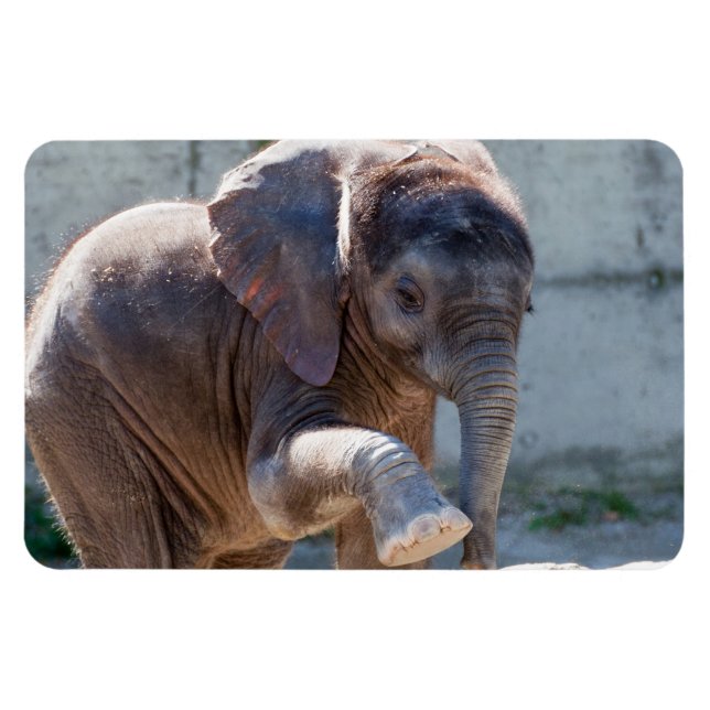 Baby Elephant Magnet (Horizontal)