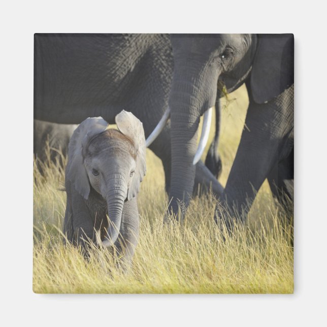 Baby Elephant Magnet (Front)