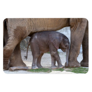 Baby Elephant Magnet