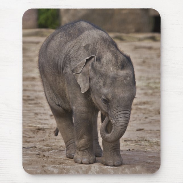 Baby Elephant Mousemat (Front)