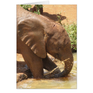 Baby Elephant Playing in Pond