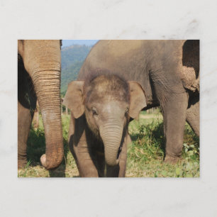 Baby Elephant Postcard