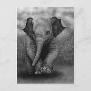 Baby Elephant Postcard