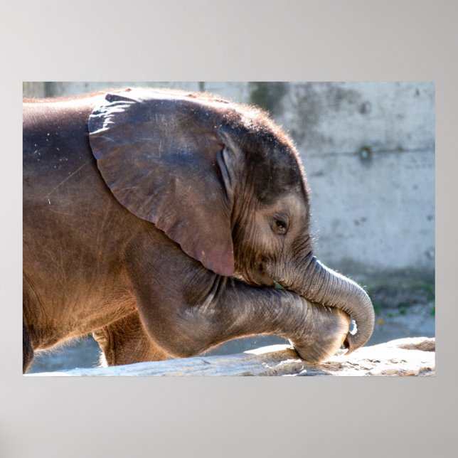 Baby Elephant Poster (Front)