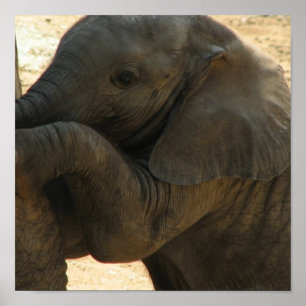 Baby Elephant Print