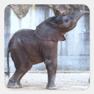 Baby Elephant Square Sticker