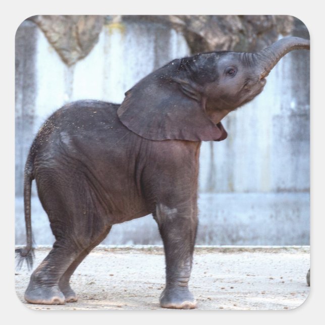 Baby Elephant Square Sticker (Front)