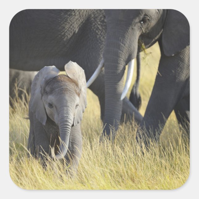 Baby Elephant Square Sticker (Front)