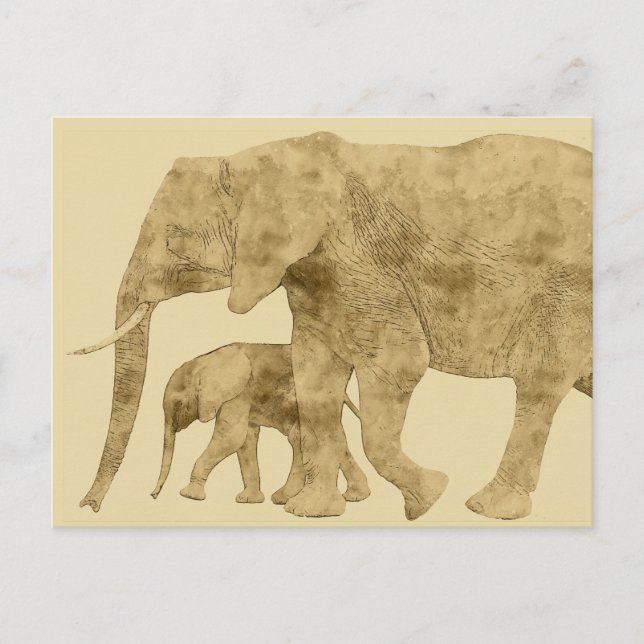 Baby Elephant with it's Mother  Postcard (Front)
