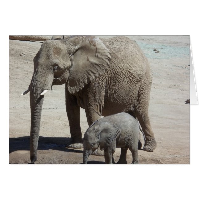 Baby Elephant with Mummy (Front Horizontal)