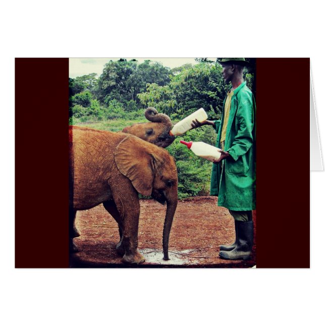 Baby Elephants - Feeding Time (Front Horizontal)