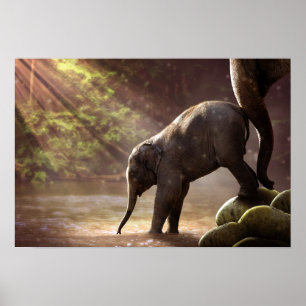 Baby Elephant's First Bath Poster