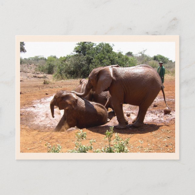 Baby elephants washing animal postcard (Front)