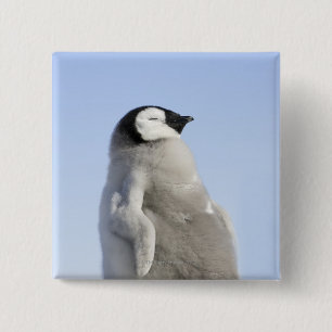 Baby Emperor Penguin, Snow Hill Island 15 Cm Square Badge