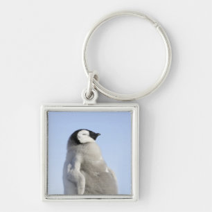 Baby Emperor Penguin, Snow Hill Island Key Ring