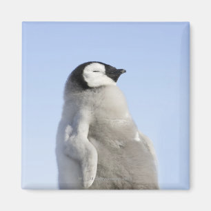 Baby Emperor Penguin, Snow Hill Island Magnet