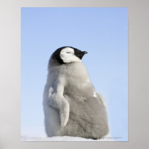Baby Emperor Penguin, Snow Hill Island Poster