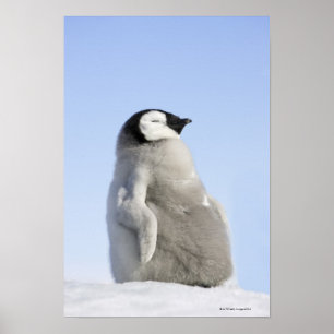 Baby Emperor Penguin, Snow Hill Island Poster