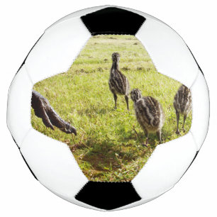 Baby Emu Chicks And Big Foot, Football