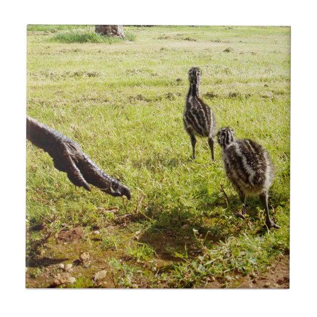 Baby Emu Chicks And Big Foot,  Tile (Front)