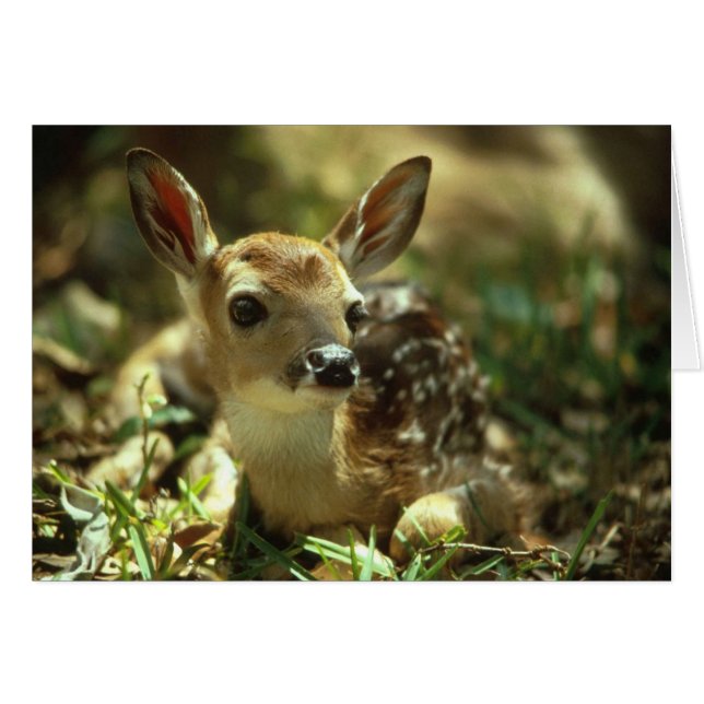 Baby Fawn (Front Horizontal)