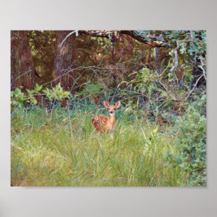 Baby Fawn Deer in the Wild in Texas Poster