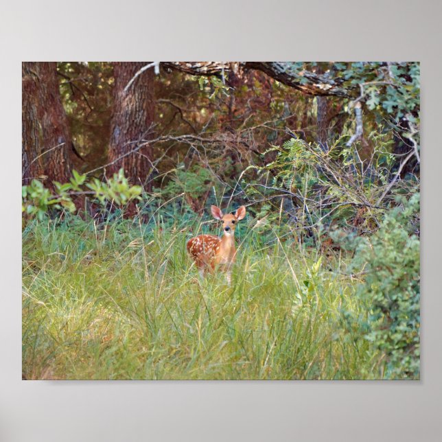 Baby Fawn Deer in the Wild in Texas Poster (Front)