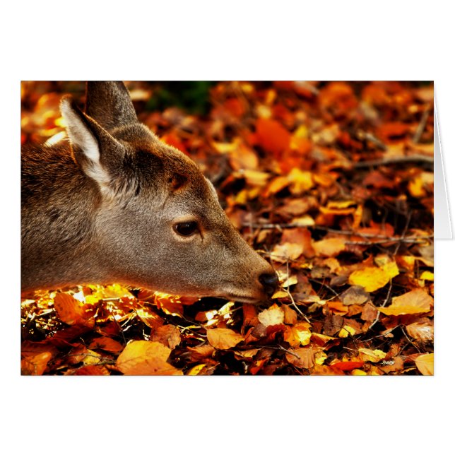 Baby fawn sniffing the autumn leaves on the ground (Front Horizontal)