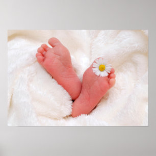 Baby Feet With Daisy Poster