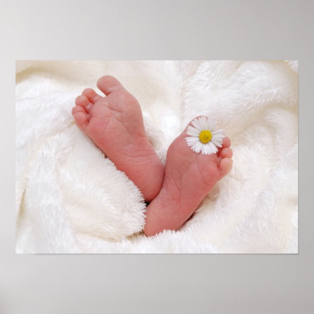 Baby Feet With Daisy Poster (Front)