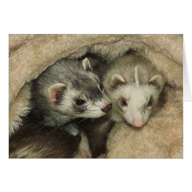 Baby Ferrets-Hobs and Jills (Front Horizontal)