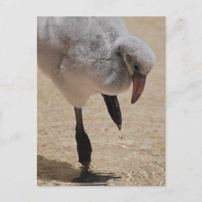 Baby Flamingo  Postcard (Front)