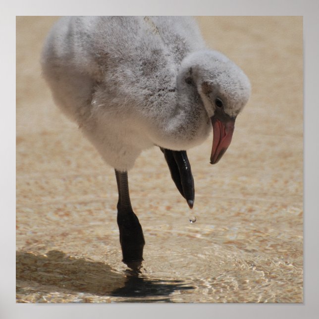 Baby Flamingo Poster (Front)
