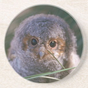 Baby Flammulated Owl Coaster