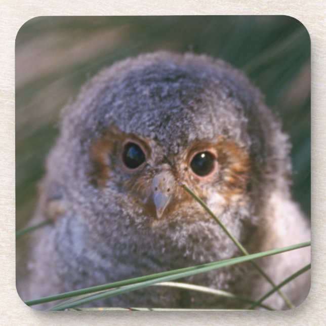 Baby Flammulated Owl Coaster (Front)