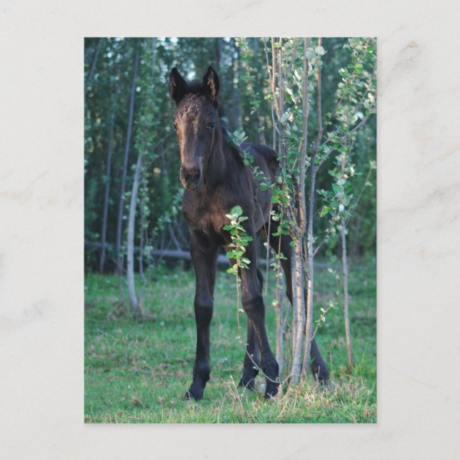 Baby foal and poplar sapling postcard (Front)