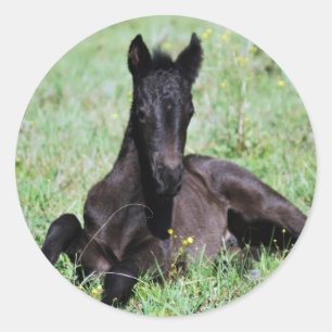 Baby foal lying in the meadow classic round sticker
