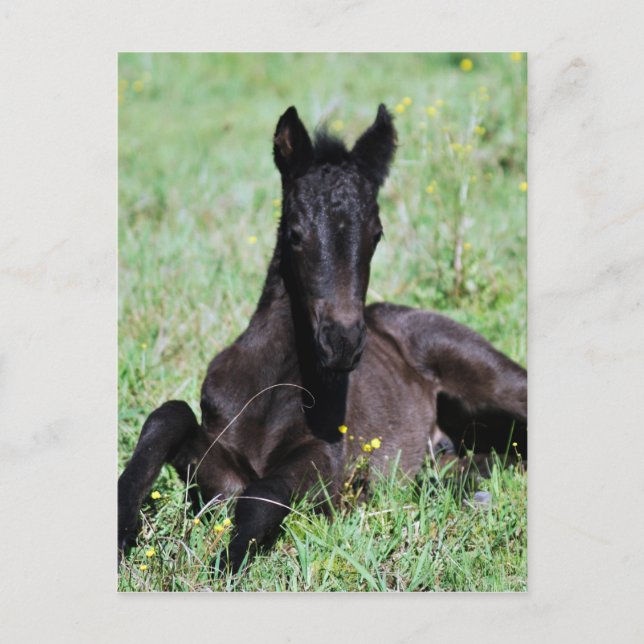 Baby foal lying in the meadow postcard (Front)