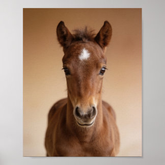 Baby Foal Portrait – Cute Nursery Animal Wall Art