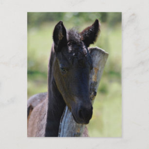 Baby foal postcard