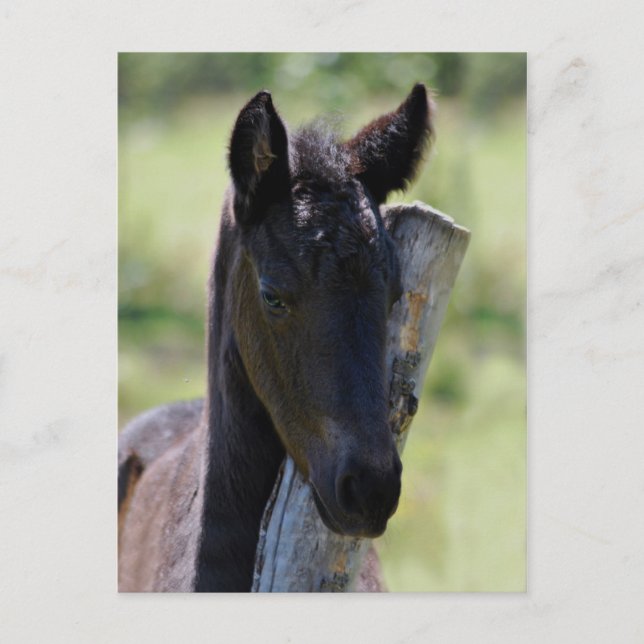 Baby foal postcard (Front)