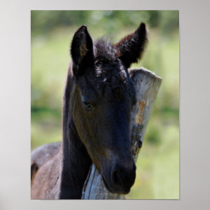 Baby foal poster