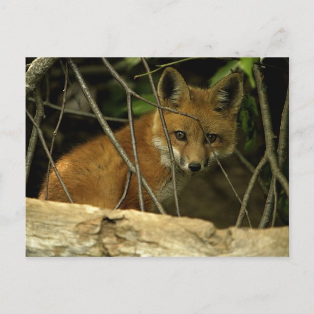 baby fox by hole postcard (Front)