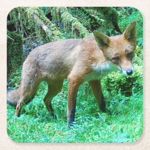 Baby Fox Cub Woodland Scene Green Nature Wildlife  Square Paper Coaster