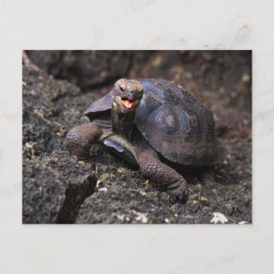 Baby Galapagos Giant Tortoise Postcard