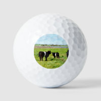 Baby Galloway Cow, Golf Balls