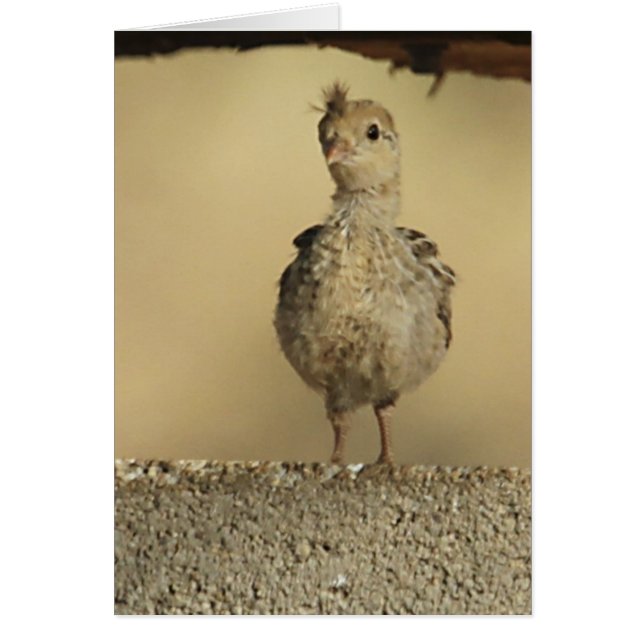 Baby Gambel's Quail (Front)