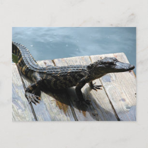 Baby Gator Postcard