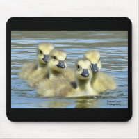 Baby Geese